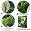 «Meticulous Tropical Botanical Plants II», reproduction sur toile encadrée-447489045-412697313