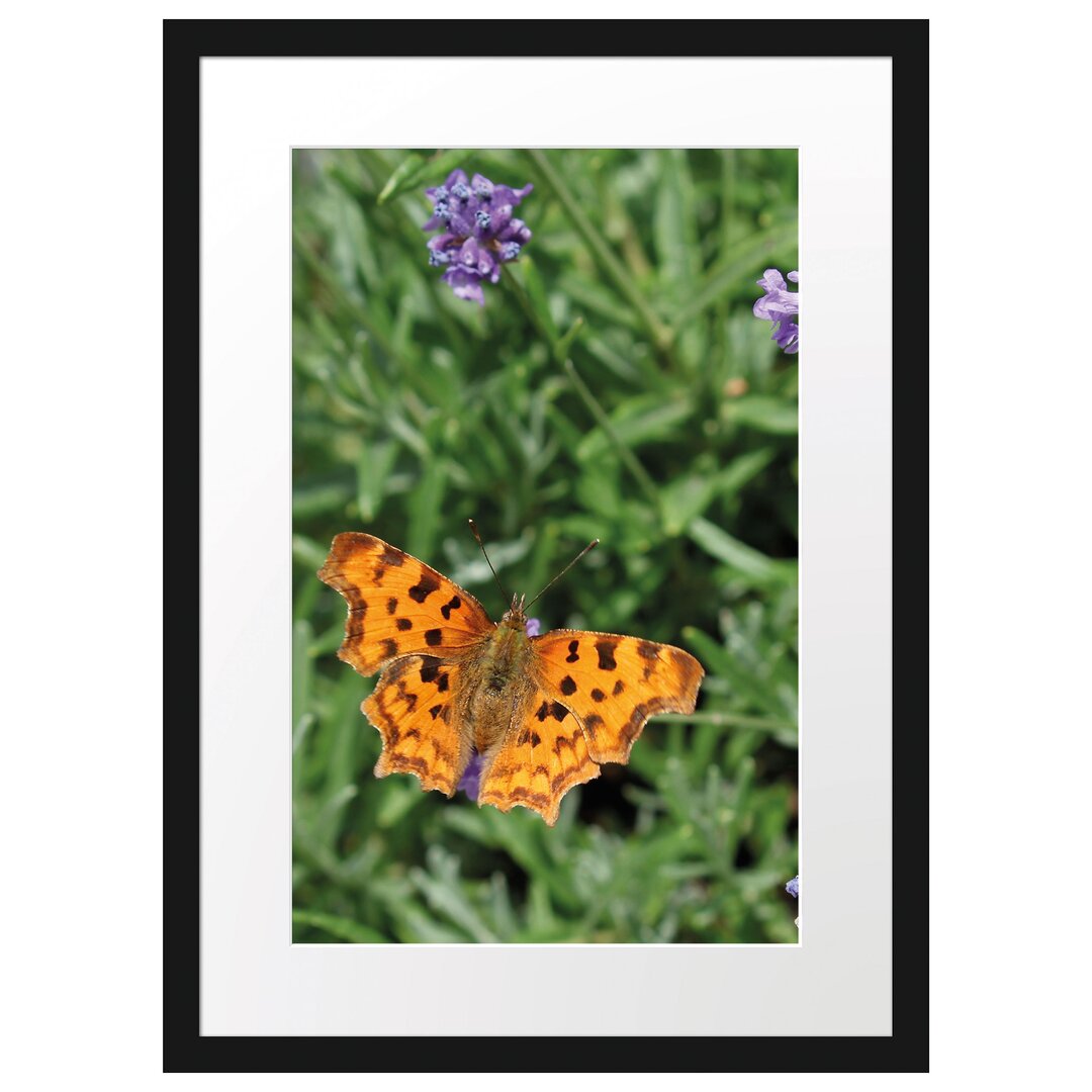 Schmetterling in Blumenwiese Gerahmter Fotodruck Poster