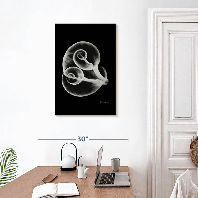 Conjoined shells Aletra, H 30 po x l 20 po