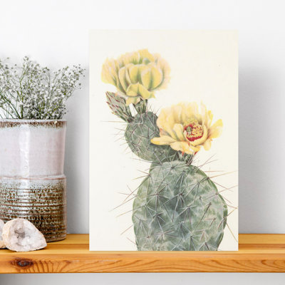 Missouri Prickly Pear From North American Wildflowers By Mary Vaux Walcott. Contemporary Wall Art
