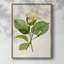 «MagnoliaFlowersI», reproduction encadrée - bois massif 2774249-1283607552
