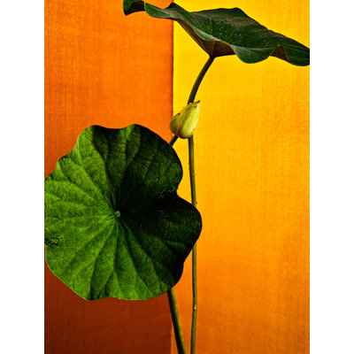 Lotus - Golden Light #007 Print by Keiichiro Muramatsu