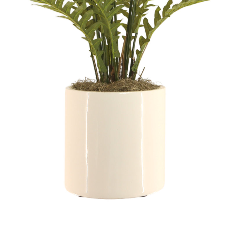 Fern Plant In Ceramic Vase