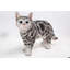 Statue de chat American Shorthair debout