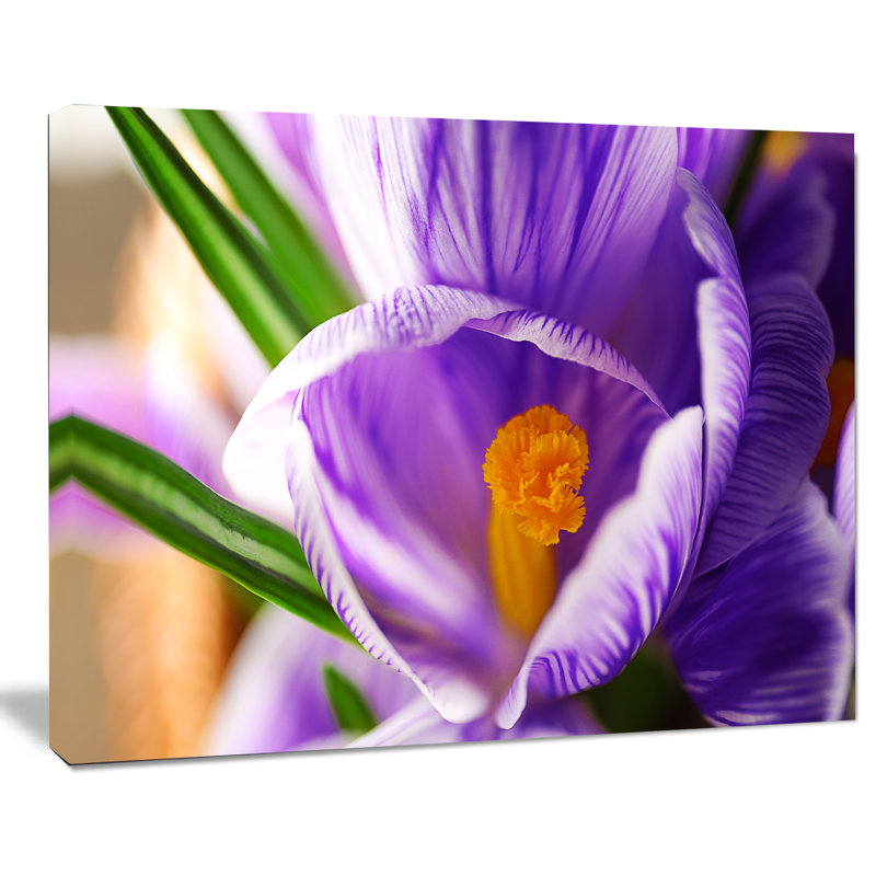 Fleur de crocus floral, reproduction de photo sur toile tendue, H 20 po x l 20 po x P 1 po
