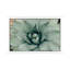 Mint Succulent I by Chelsea Victoria - Print-552063018-561792264