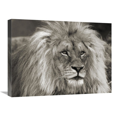 " King Of Africa "