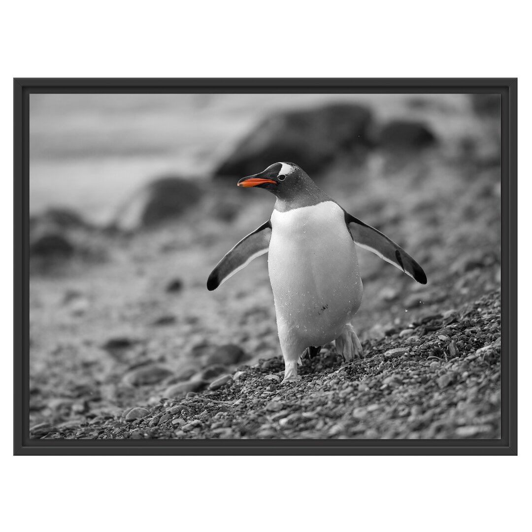 Gerahmtes Wandbild Pinguin am Steinstrand