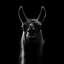 « llama », impression sur toile-29172288-72803164-72803173