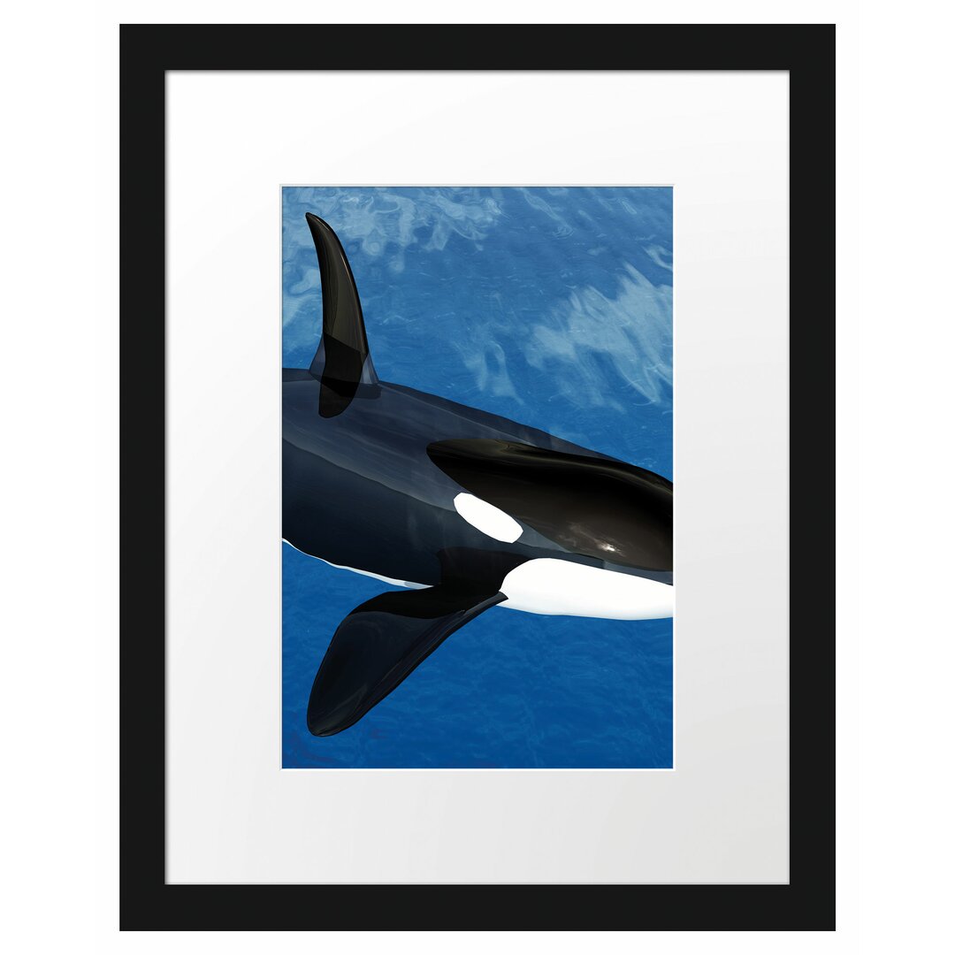 Gerahmtes Poster Orca im blauen Meer