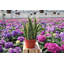 Live Laurentii Snake Plant-49662173