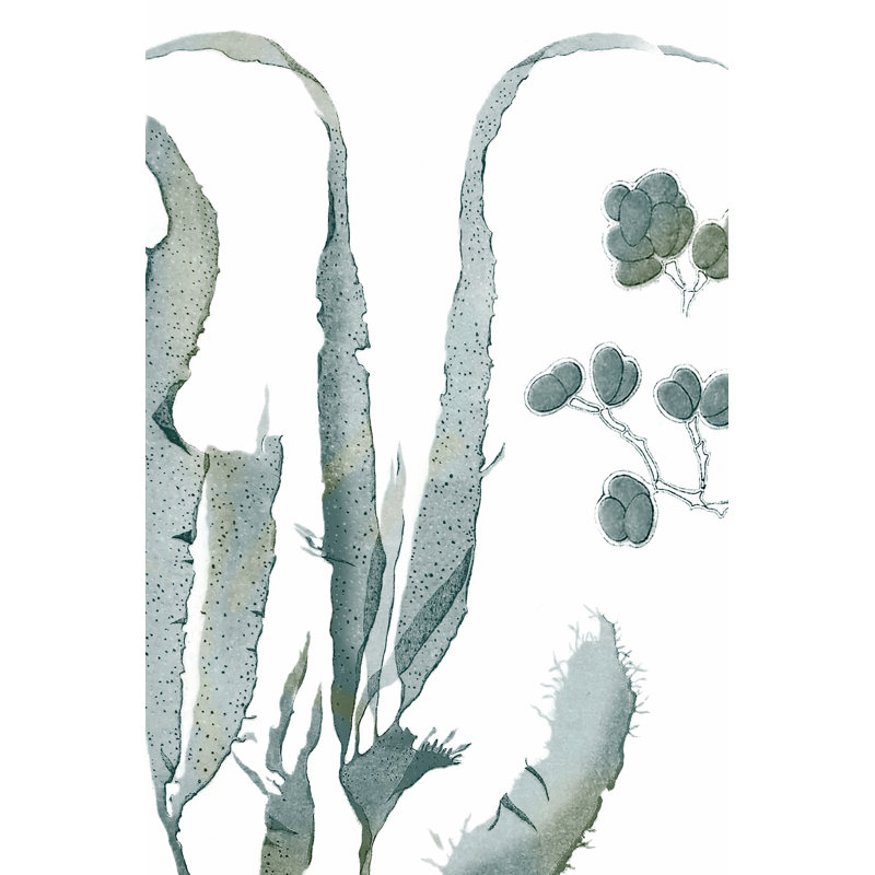 Seaside Seaweed III by Vision Studio - Painting on Canvas, 46cm H x 30cm W, Black Floater Framed