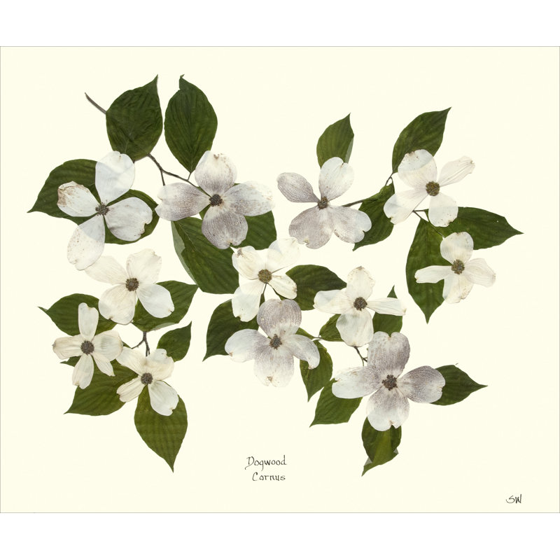 Plants & Flowers Print
