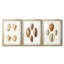 Lamarck Shells I - reproduction sur mesure encadrée de qualité supérieure - 3 pièces-475332589-475332588