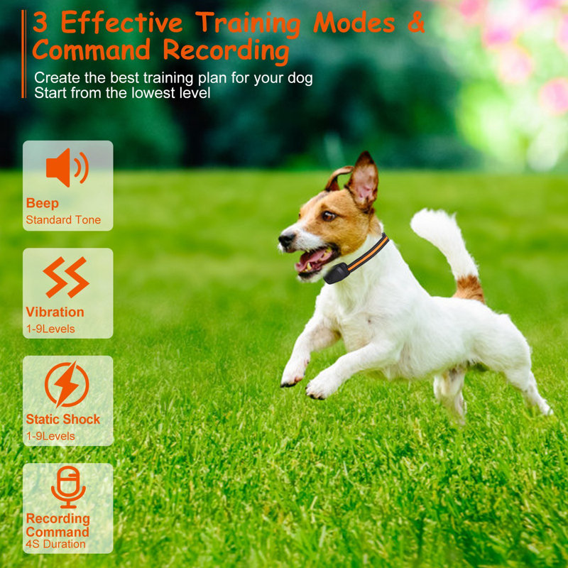 Dog Training Collar