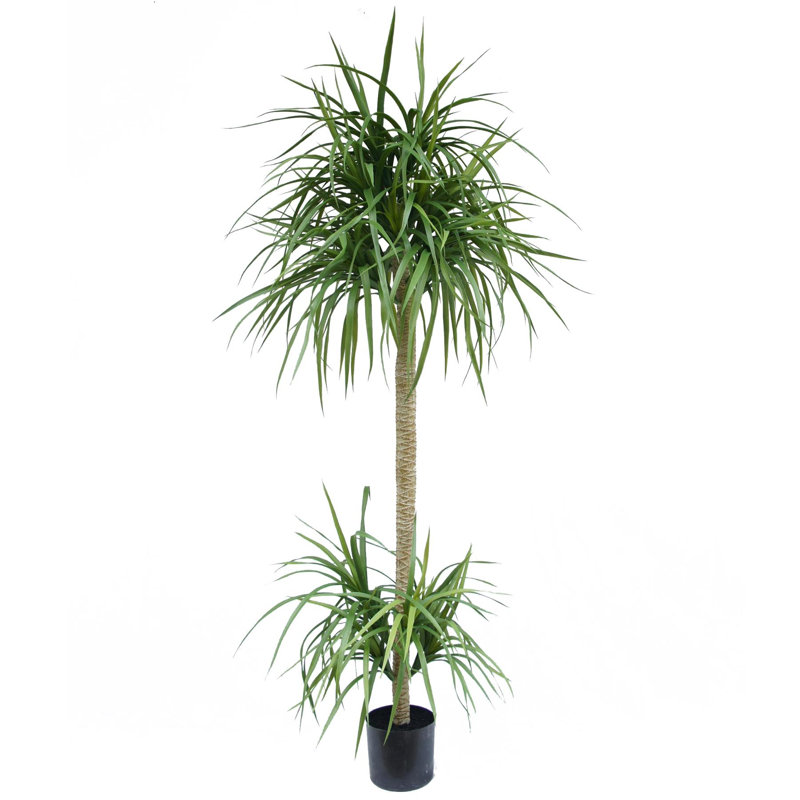 Annistyn Faux Dracaena Tree in Pot, 180 cm x 60 cm