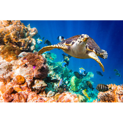 «Hawksbill Turtle» par Cookelma - photographie sur toile tendue