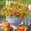 Artificielle artificielle, automne, automne, mamans, plantes, fleurs pour l'extérieur-644417274