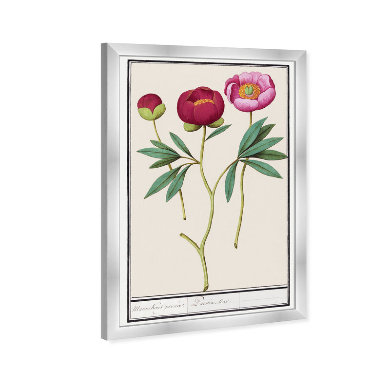 Red And Pink Peony Botanical Study by Oliver Gal, 17" H x 12" W, Silver