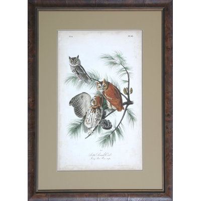 Audubon Screech Owl Print by Audubon