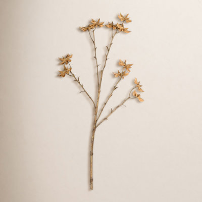Illicium Verum Stems