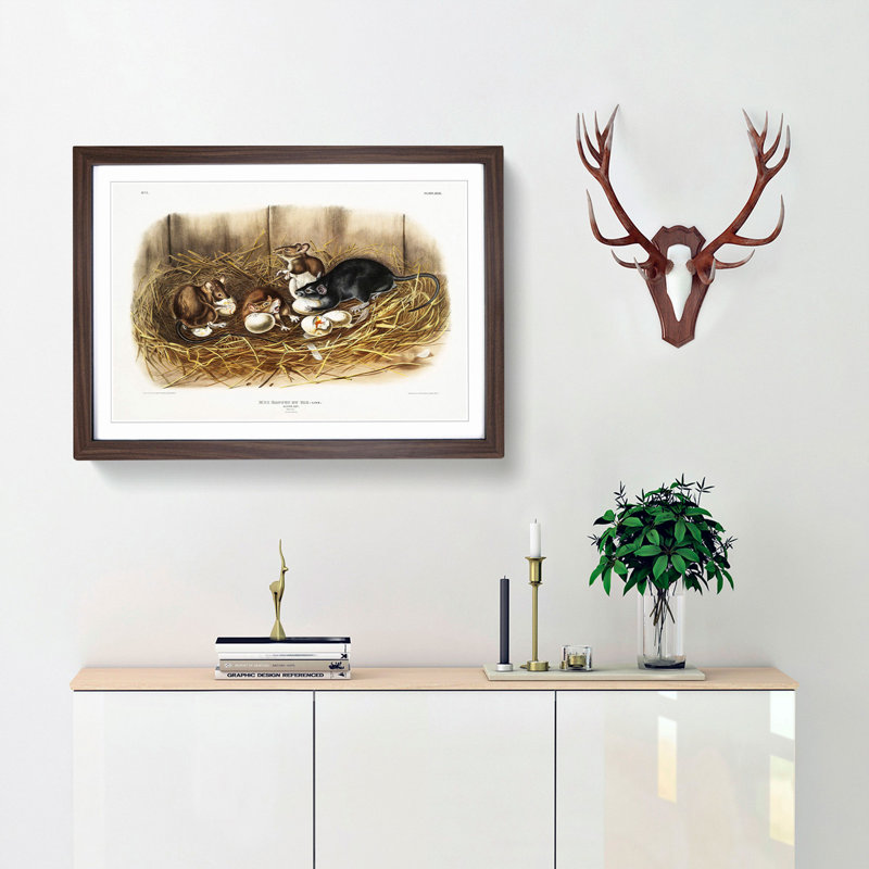 Black Rat by J.W. Audubon - Picture Frame Painting Print, 27cm H x 36cm W x 2cm D, Walnut Framed