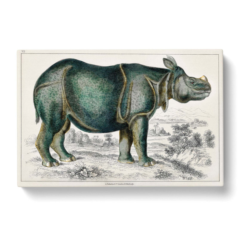 Rhinoceros Illustration by Oliver Goldsmith - Wrapped Canvas Print, 40cm H x 60cm W x 3cm D