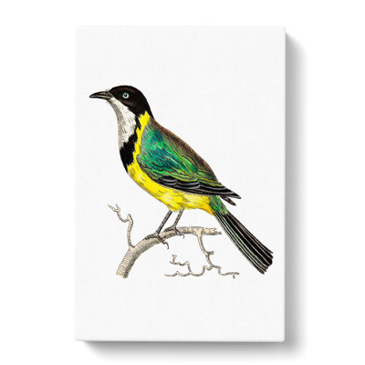 Wagtail Bird by George Shaw - Wrapped Canvas