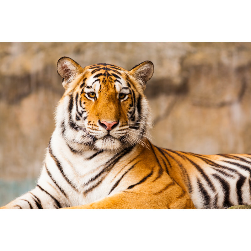 Big Tiger - Wrapped Canvas Print, 81cm H x 122cm W x 3.8cm D