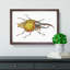 Hercules Beetle by George Shaw - Framed Print-55641724-55641725