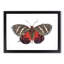 Icarus Moth by George Shaw - Picture Frame Painting Print-55579155-55579154