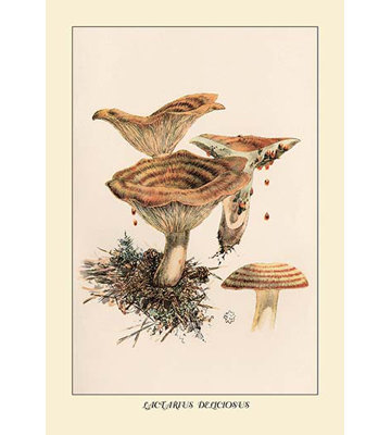 " Lactarius Deliciosus " by W. Hamilton Gibson
