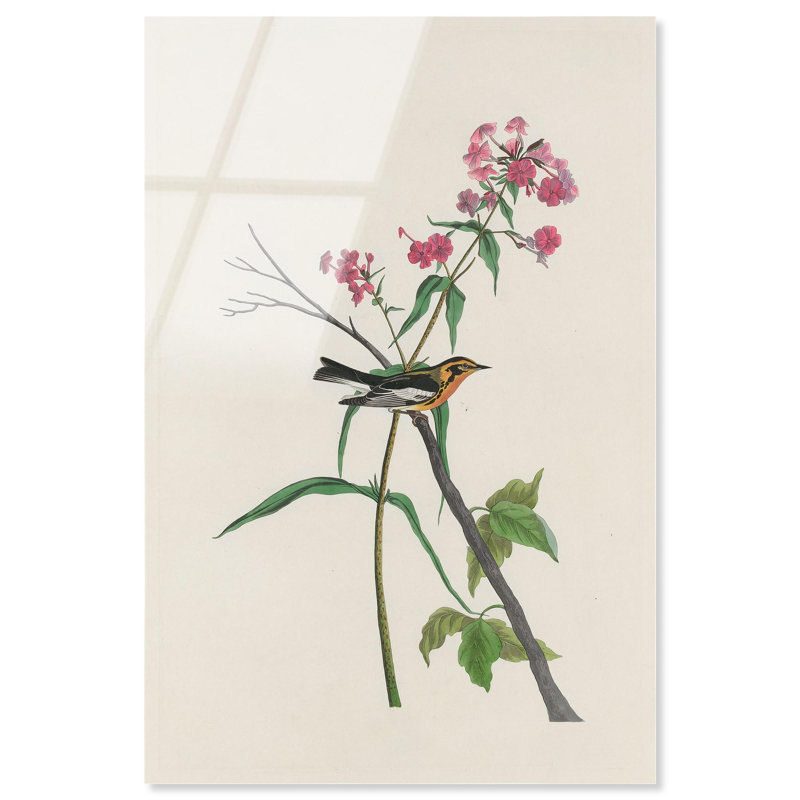 Reproduction d'acrylique Audubon par Art Remedy, H 15 po x l 10 po