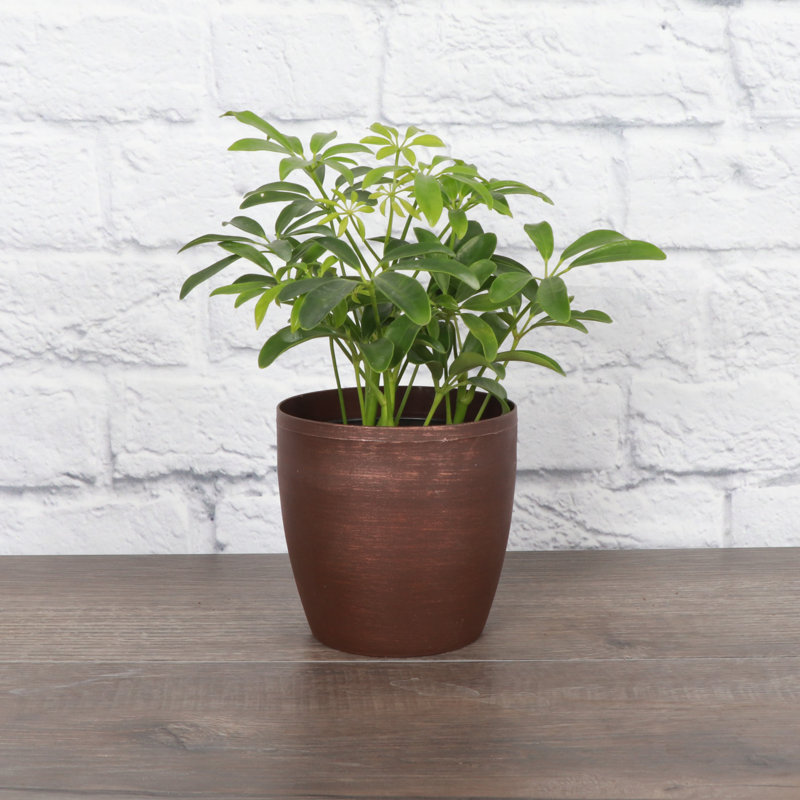 Live Arboricola Plant in Classic Pot, Copper
