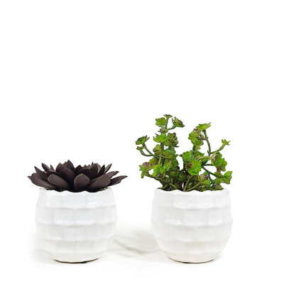 Succulent Plant