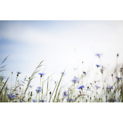 Summer Meadow by Rike_ - Print