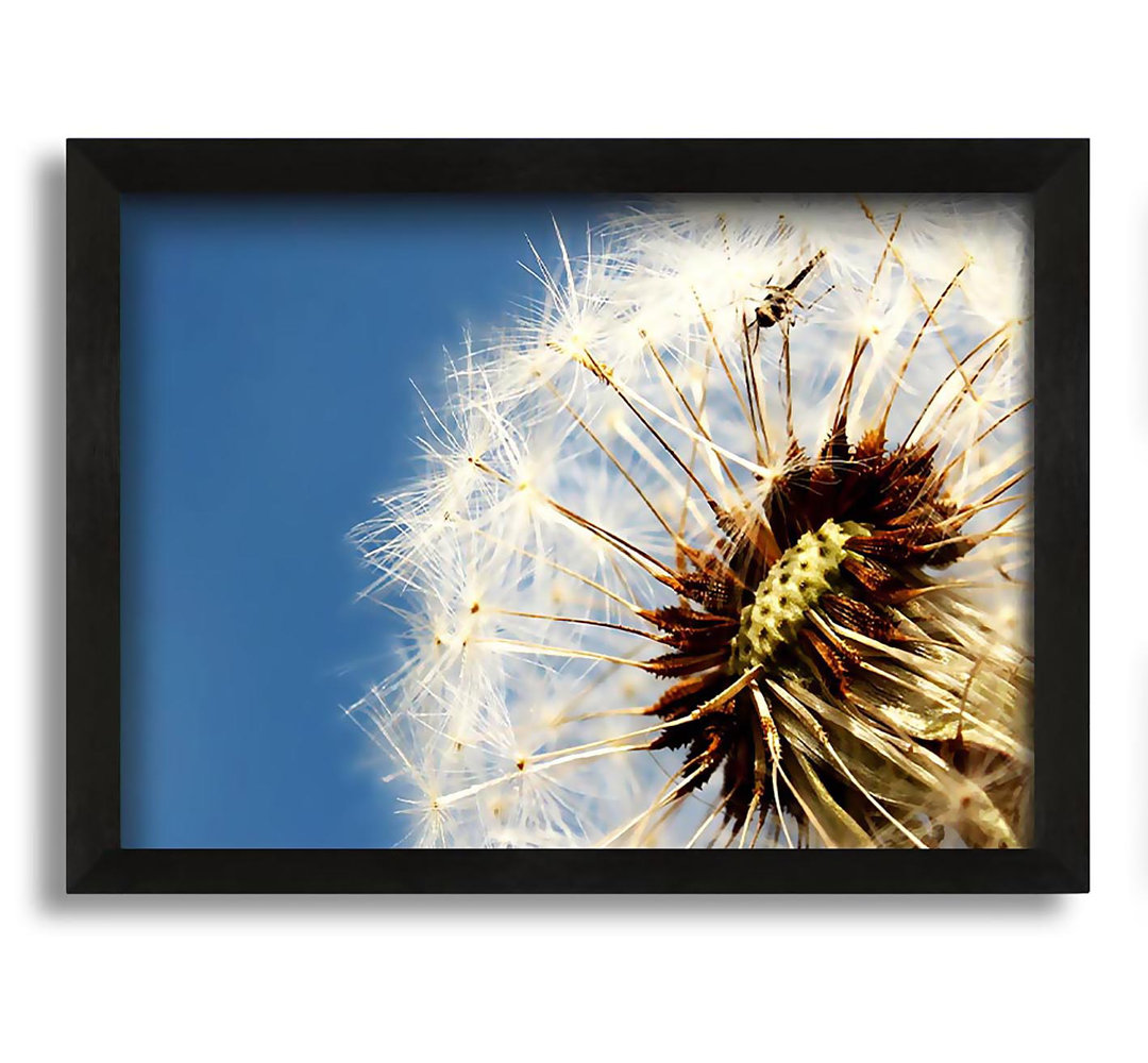 Gerahmtes Leinwandbild Dandelion Skies