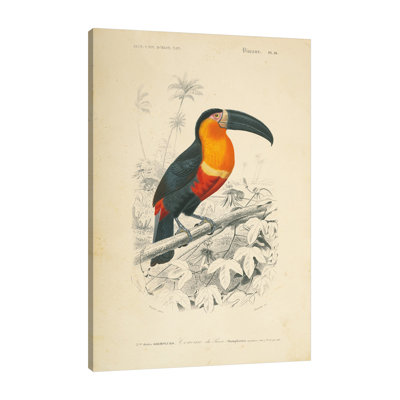 «Toucan du Para» par Wild Apple Portfolio - impression sur toile tendue