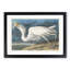 Great White Heron by John Audubon - Picture Frame Painting Print-55575356-55575357