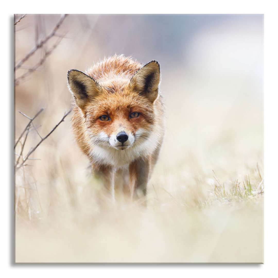 Glasbild Schleichender Fuchs