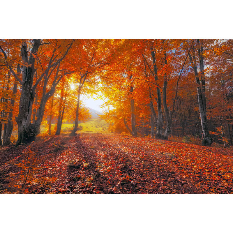 Art mural sur toile Sunlit Beech Meadow, H 12 po x l 16 po