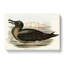 Sooty Albatross by Elizabeth Gould - Wrapped Canvas Painting-55318568