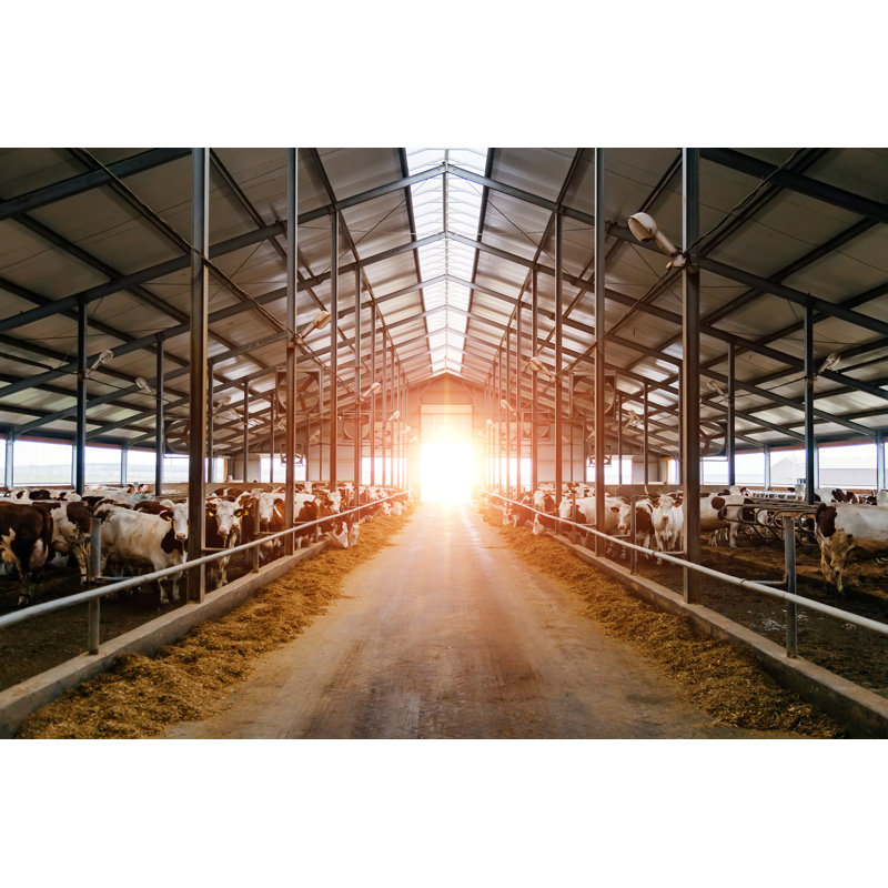 Breeding Of Cows by Vladimir Zapletin - Wrapped Canvas Print, 30cm H x 46cm W