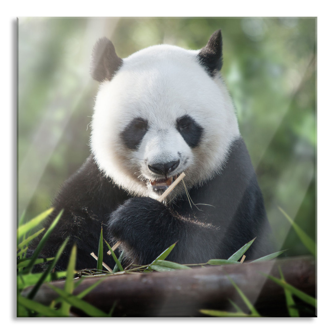 Glasbild Niedlicher Panda isst Bambus