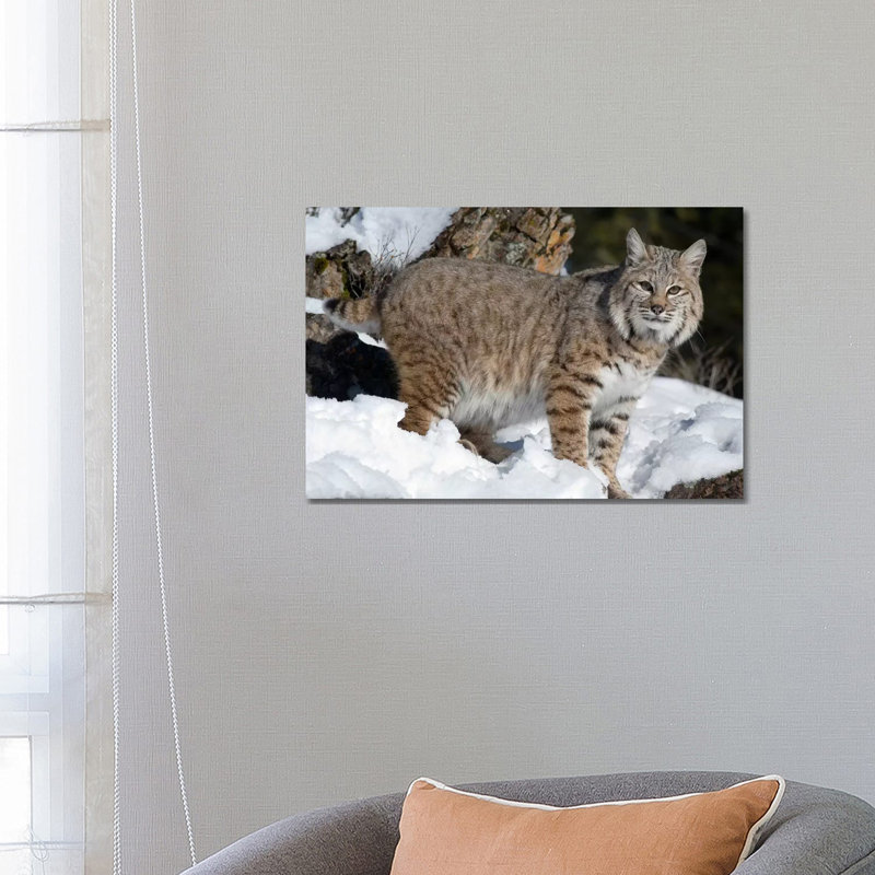 Bobcat In The Snow, Kalispell, Montana by Matthias Breiter - Wrapped Canvas Print, 101.6 cm H x 66.04 cm W x 1.91 cm D