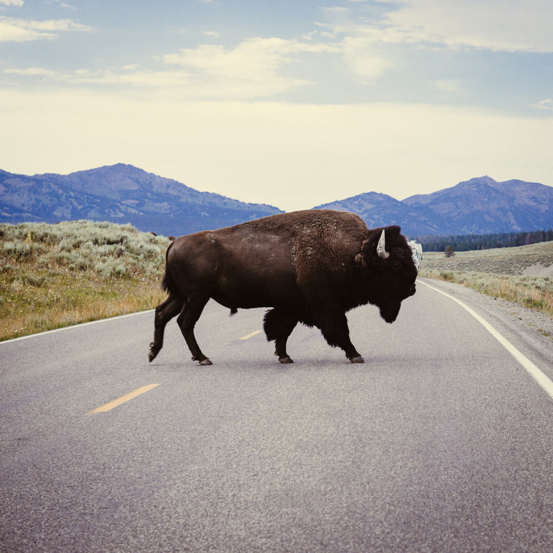 Yellowstone Bison by Ferrantraite - Wrapped Canvas Print, 122cm H x 122cm W x 3.8cm D