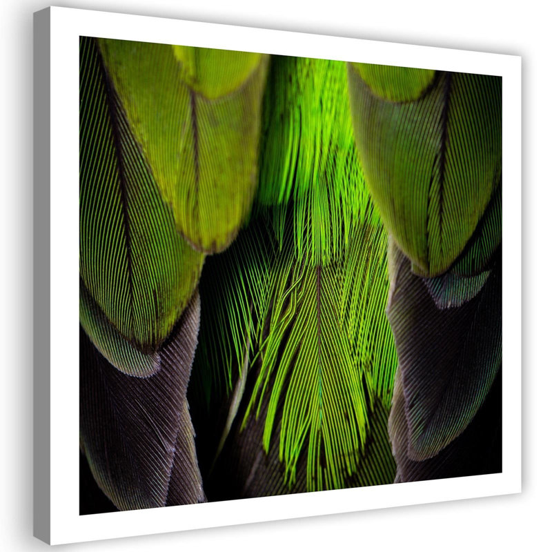 Picture, Feathers, Nature - No Frame Print on Canvas, 60cm H x 60cm W