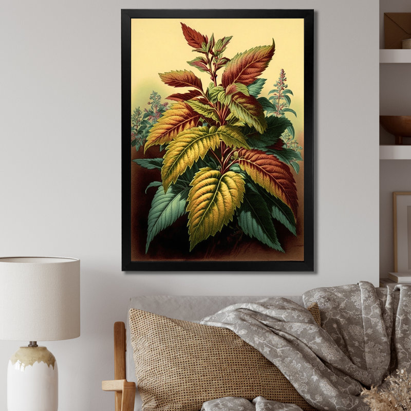 «Coleus Plant Vintage Botanical Illustration I», reproduction sur toile, H 40 po x l 30 po x P 1,5 po, Cadre simple noir