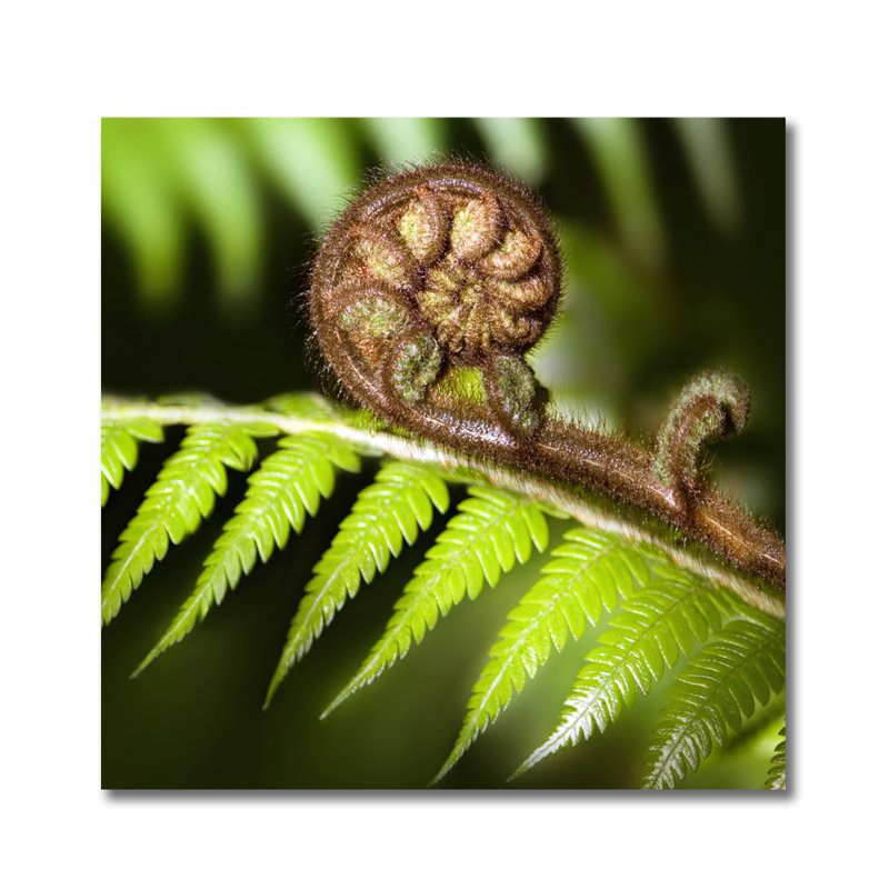 Branche de palmes ! photographie non encadrée par decorumby, H 56 po x l 56 po x P 1 po, Aluminium