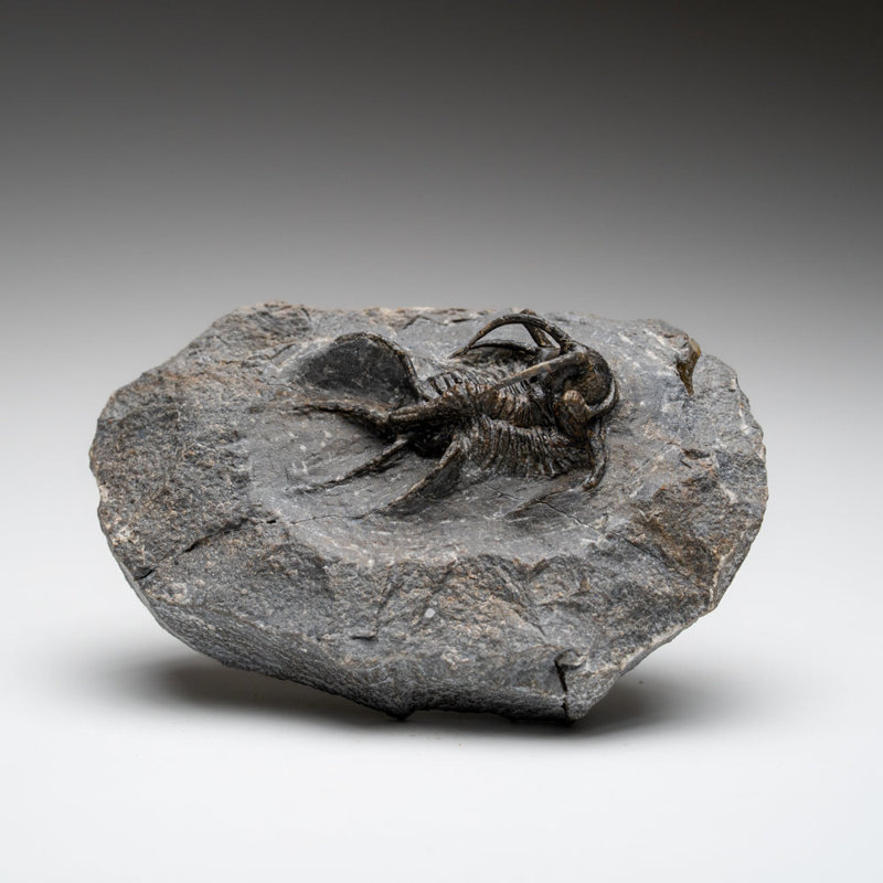 Kolihapeltis Chlupaci Trilobite From Djebel Oufaten, Morocco (154.5 Grams)